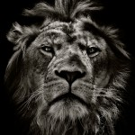 AzlanLionn
