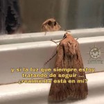 FrikiTimido
