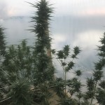 colobudtoker