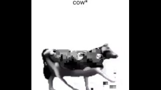 memes