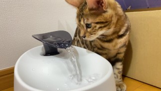 Muschi wird von ihrem ersten Spielzeug durchnässt ...