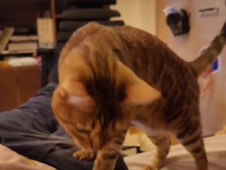 Gatinho Quente Sugando Deliciosamente Em Você ... Gatinho Comendo Enquanto Olha Para Você