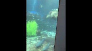 Você está olhando para os peixes ... ou para mim? 👀